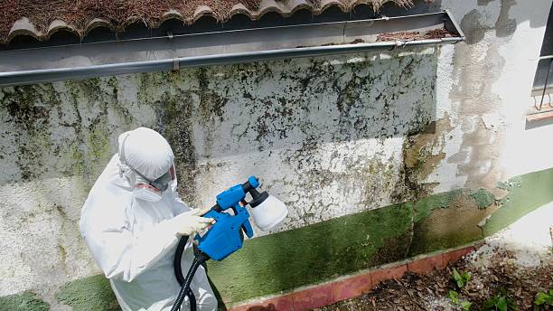 Trusted Black Mold Removal service in Clinton, MI - Cheap Mold Removal